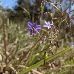 Dianella revoluta var. revoluta (Black-Anther Flax Lily) at Currawang, NSW - 18 Nov 2020 by camcols