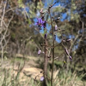 Dianella revoluta var. revoluta at Currawang, NSW - 18 Nov 2020