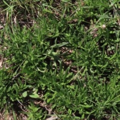 Rutidosis leiolepis at Adaminaby, NSW - 15 Nov 2020