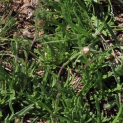 Rutidosis leiolepis at Adaminaby, NSW - 15 Nov 2020