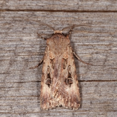 Agrotis munda (Brown Cutworm) at Melba, ACT - 12 Nov 2020 by kasiaaus