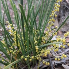 Lomandra filiformis (Wattle Mat-rush) at Currawang, NSW - 19 Nov 2020 by camcols