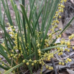 Lomandra filiformis (Wattle Mat-rush) at Currawang, NSW - 18 Nov 2020 by camcols