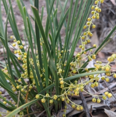 Lomandra filiformis (Wattle Mat-rush) at Currawang, NSW - 19 Nov 2020 by camcols