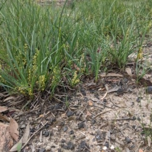 Lomandra filiformis at Currawang, NSW - 19 Nov 2020