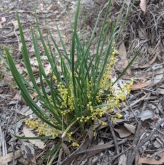 Lomandra filiformis at Currawang, NSW - 19 Nov 2020