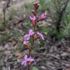 Stylidium graminifolium at Currawang, NSW - suppressed