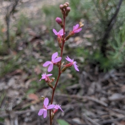 Stylidium graminifolium (grass triggerplant) at Currawang, NSW - 19 Nov 2020 by camcols