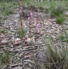 Stylidium graminifolium at Currawang, NSW - suppressed