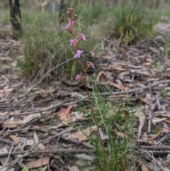 Stylidium graminifolium at Currawang, NSW - suppressed