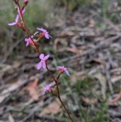 Stylidium graminifolium at Currawang, NSW - suppressed