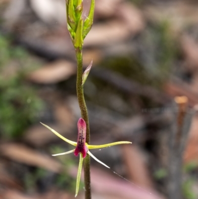 Cryptostylis leptochila (Small Tongue Orchid) at Penrose, NSW - 19 Nov 2020 by Aussiegall