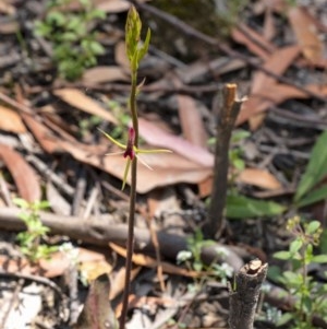 Cryptostylis leptochila at Penrose - suppressed