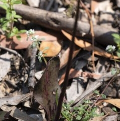 Cryptostylis leptochila at Penrose - 19 Nov 2020