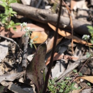 Cryptostylis leptochila at Penrose - suppressed