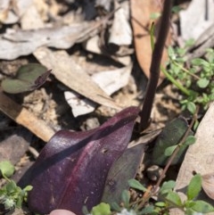 Cryptostylis leptochila at Penrose - suppressed