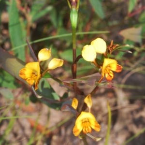 Diuris semilunulata at Cotter River, ACT - suppressed