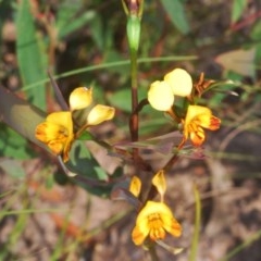 Diuris semilunulata (Late Leopard Orchid) at Namadgi National Park - 18 Nov 2020 by Harrisi