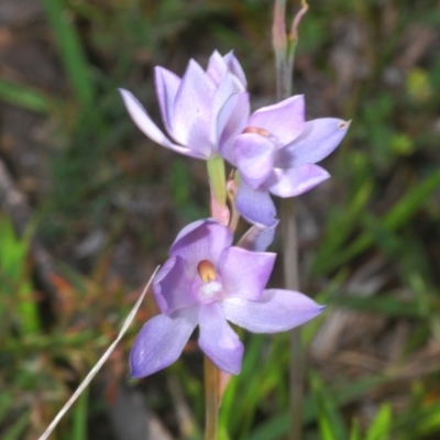 Thelymitra sp. (nuda complex) (Sun Orchid) at Namadgi National Park - 18 Nov 2020 by Harrisi
