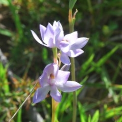 Thelymitra sp. (nuda complex) at Cotter River, ACT - 18 Nov 2020