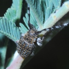Ancita sp. (genus) (Longicorn or longhorn beetle) at Coree, ACT - 16 Nov 2020 by Harrisi
