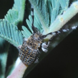 Ancita sp. (genus) at Coree, ACT - 16 Nov 2020