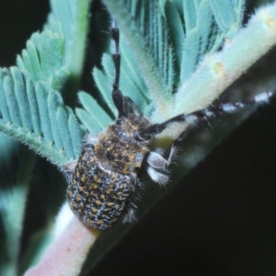 Ancita sp. (genus) (Longicorn or longhorn beetle) at Coree, ACT - 16 Nov 2020 by Harrisi