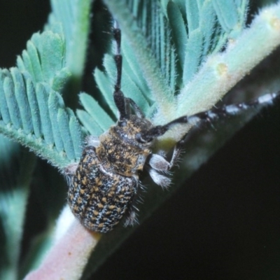 Ancita sp. (genus) (Longicorn or longhorn beetle) at Cotter Reserve - 16 Nov 2020 by Harrisi