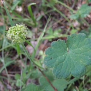 Hydrocotyle laxiflora at Conder, ACT - 18 Nov 2020 12:28 PM