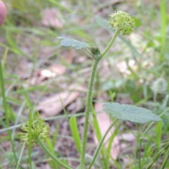 Hydrocotyle laxiflora at Conder, ACT - 18 Nov 2020 12:28 PM