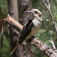 Dacelo novaeguineae (Laughing Kookaburra) at Acton, ACT - 17 Nov 2020 by TimL