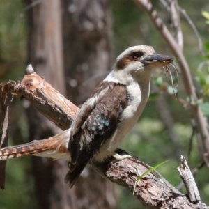 Dacelo novaeguineae at Acton, ACT - 17 Nov 2020