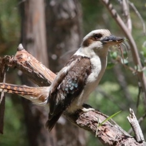 Dacelo novaeguineae at Acton, ACT - 17 Nov 2020