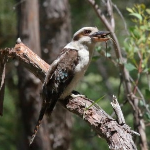 Dacelo novaeguineae at Acton, ACT - 17 Nov 2020