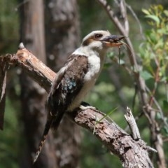 Dacelo novaeguineae at Acton, ACT - 17 Nov 2020