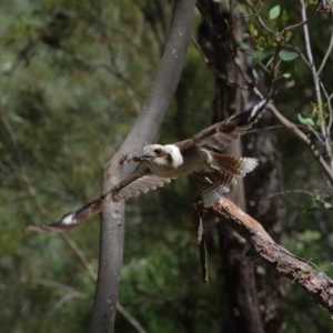 Dacelo novaeguineae at Acton, ACT - 17 Nov 2020