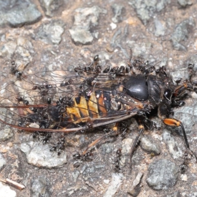 Iridomyrmex sp. (genus) (Ant) at ANBG - 18 Nov 2020 by TimL