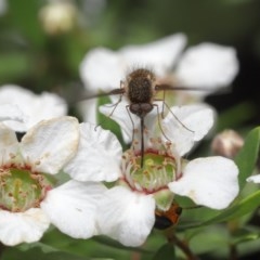 Bombyliidae (family) (Unidentified Bee fly) at ANBG - 18 Nov 2020 by TimL