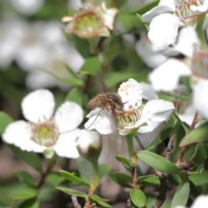 Bombyliidae (family) at Acton, ACT - 18 Nov 2020 11:48 AM