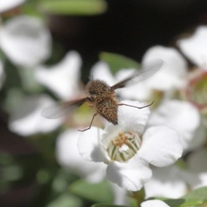 Bombyliidae (family) at Acton, ACT - 18 Nov 2020