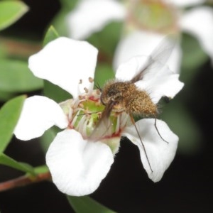 Bombyliidae (family) at Acton, ACT - 18 Nov 2020 11:48 AM