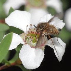 Bombyliidae (family) at Acton, ACT - 18 Nov 2020 11:48 AM