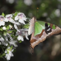 Graphium macleayanum (Macleay's Swallowtail) at ANBG - 17 Nov 2020 by TimL