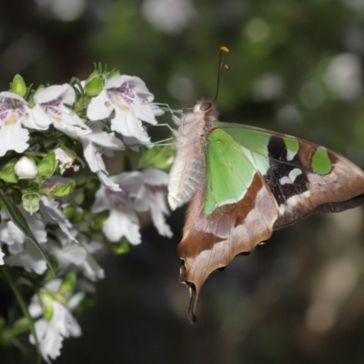 Graphium macleayanum (Macleay's Swallowtail) at Acton, ACT - 17 Nov 2020 by TimL