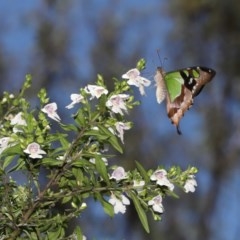 Graphium macleayanum at Acton, ACT - 17 Nov 2020 12:51 PM