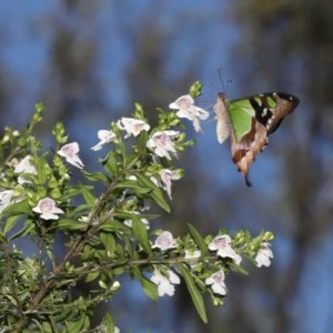 Graphium macleayanum at Acton, ACT - 17 Nov 2020