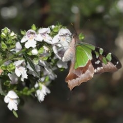 Graphium macleayanum at Acton, ACT - 17 Nov 2020