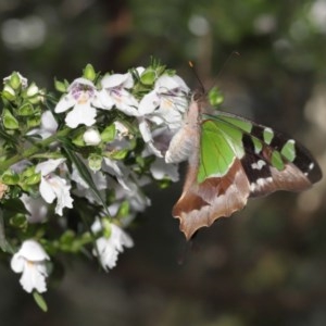 Graphium macleayanum at Acton, ACT - 17 Nov 2020 12:51 PM