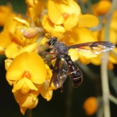 Daptolestes sp. (genus) (Robber Fly) at ANBG - 17 Nov 2020 by TimL