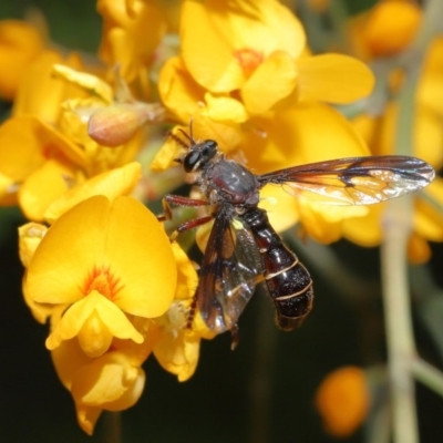 Daptolestes sp. (genus) (Robber Fly) at Acton, ACT - 17 Nov 2020 by TimL